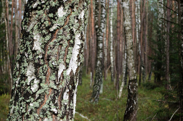 Autumn october birch forest