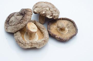 shitage mushroom close up