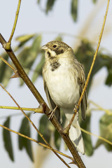 Reed Bunting, male, in winter plumage (Emberiza schoeniclus)