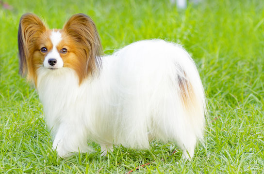 Papillon dog