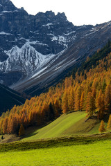 Fototapeta premium Lärchen im Herbst - Tirol