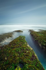 Seaweed on the rocks