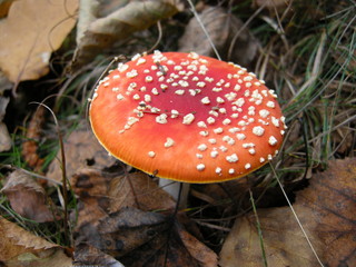 Amanita mushroom