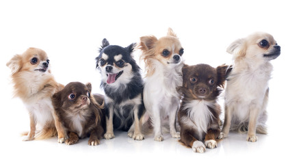 Fototapeta premium chihuahuas