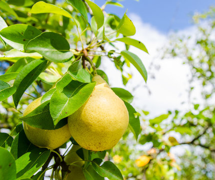 Two yellow pears on a branch with green leafs on the background
