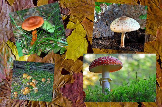Collage mit Pilzen