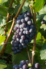 Fototapeta premium Healthy ripe sweet and juicy red wine grapes.