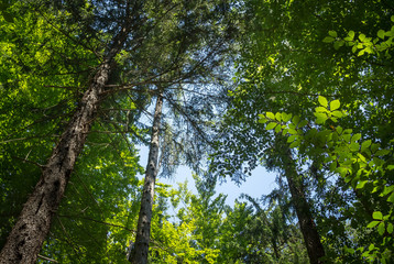 Der Wald im Gegenlicht (Ameisenperspektive)