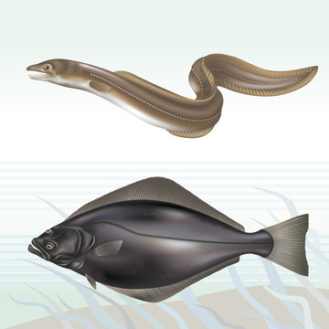 Conger Eel And Halibut (turbot). Vector Illustration.