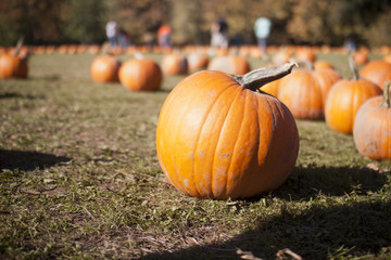 pumpkin patch