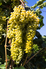 Healthy ripe sweet and juicy white grapes