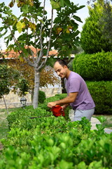 Naklejka na ściany i meble man pruning shrub with tool in garden