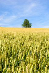 Grain in the fields