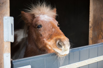 Little pony in stable