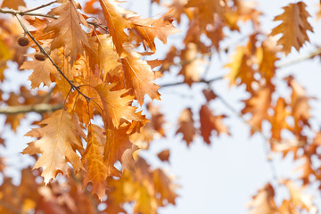 Autumn leaves background