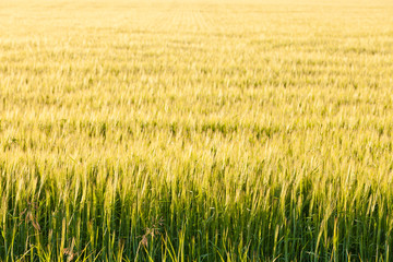 Ripe wheat plants on field in warm evening sun