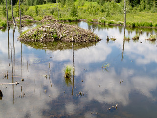 Taiga wetlands beaver lodge Castor canadensis