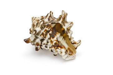 Sea shell