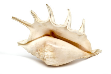 Sea shell