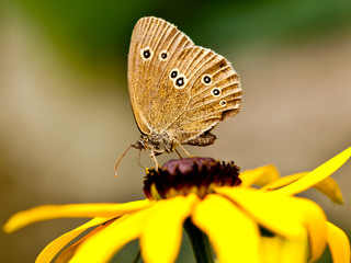 Ringlet (Aphantopus hyperantus) on a yellow flower