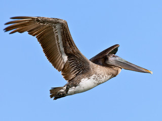 Pelican, Pelecanidae, in flight against blue sky