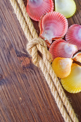 sea shells and rope