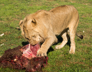 Fototapeta premium Young lions eating raw meat