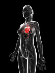 red highlighted female´s heart