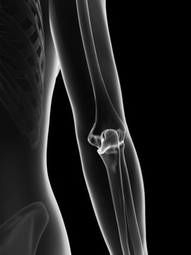 transparent female skeleton - elbow joint