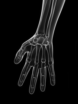 transparent female skeleton - finger bones