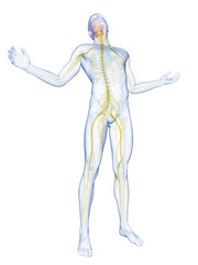 male posing - visible brain and nerves