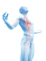 male posing - visible vascular system