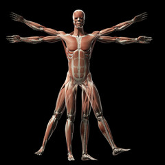 Fototapeta na wymiar vitruvian man - muscle system