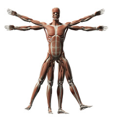 vitruvian man - muscle system