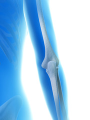 rendered illustration of the elbow joint