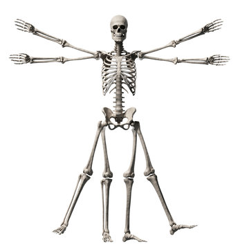 Vitruvian Man - Skeleton