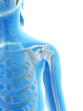 rendered illustration of the shoulder joint