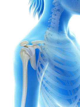 rendered illustration of the shoulder joint