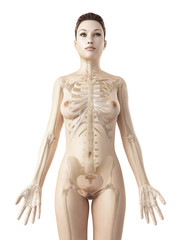 Fototapeta premium rendered illustration of the female skeleton