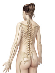 Fototapeta premium female skeleton from behind