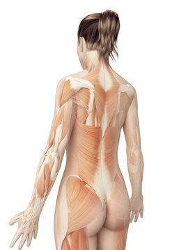 Female Muscular System From Behind