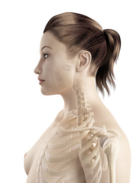 bones of the neck and shoulder