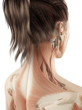 female muscles of the neck