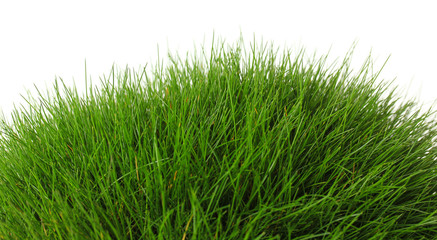 Fototapeta premium Beautiful green grass, isolated on white