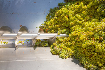 chardonnay corkscrew crusher destemmer in winemaking