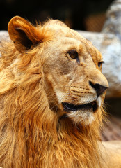 Portrait lion in the zoo
