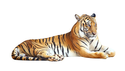 Tiger with clipping path on white background