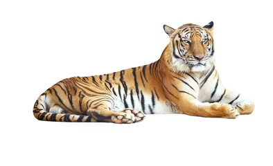 Poster Im Rahmen Tiger suchen Kamera mit Beschneidungspfad auf weißem Hintergrund © kamonrat