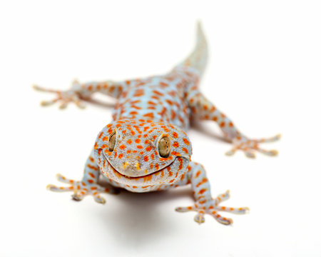 Tokay Gecko Thailand on white background