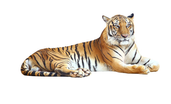 Tiger looking camera with clipping path on white background